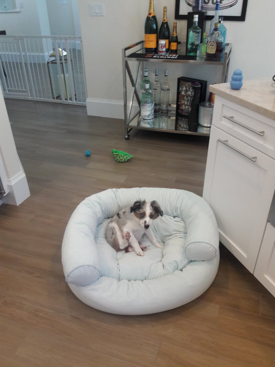 Topdognaples's tweet photo. Puppy Graduate Program
Naples Top Dogs
Call now to reserve your spot today!! https://t.co/cSuCWiyTVq