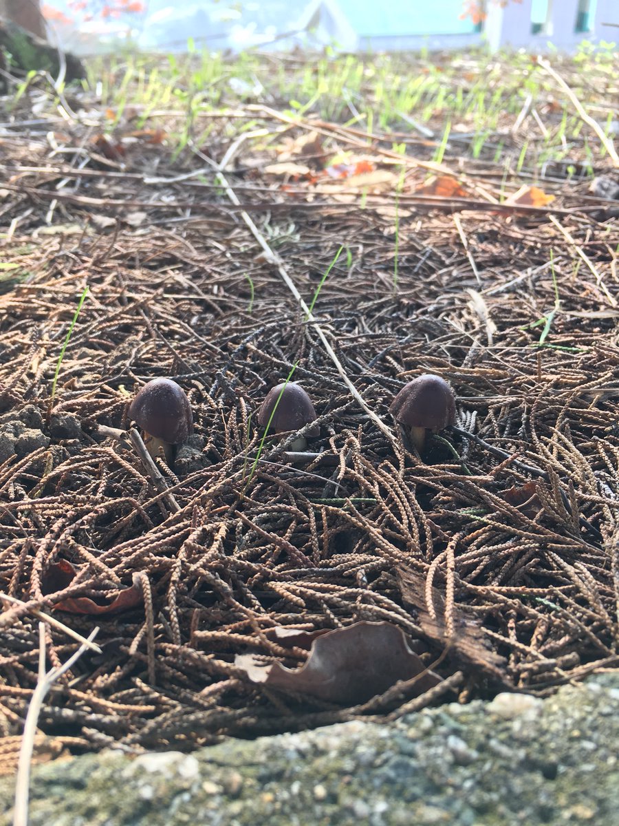 auatarch's tweet photo. I bought some mushroom seeds. I’m really looking forward to being able to eat fresh chocolate mushrooms whenever I want. https://t.co/7Zc7GqAIEh