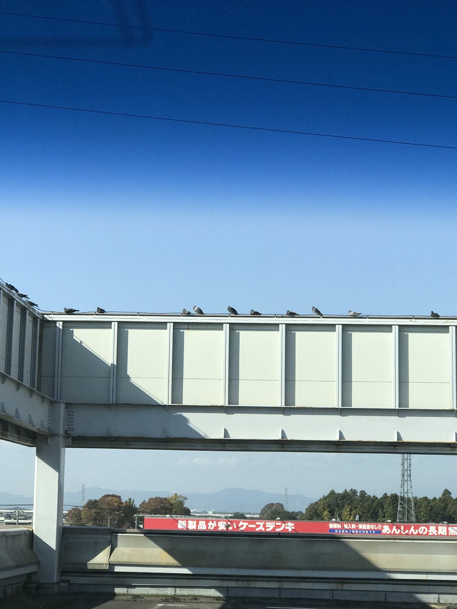 yumtam927's tweet photo. なんか��愛い(ﾟ∀ﾟ)日向ぼっこ？ https://t.co/bvf24FAcV8