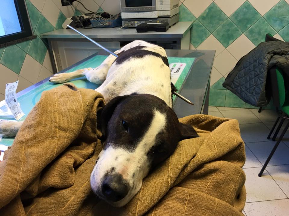 TgrRaiSardegna's tweet photo. Ha superato la notte #Freccia, il cane barbaramente infilzato con un arpione da pesca sub. E' stato ritrovato in fin di vita a Nuoro. I veterinari della @clinicaduemari di #Oristano si stanno occupando di lui. @TgrRai #buongiornoregione https://t.co/FN4wXCdmto