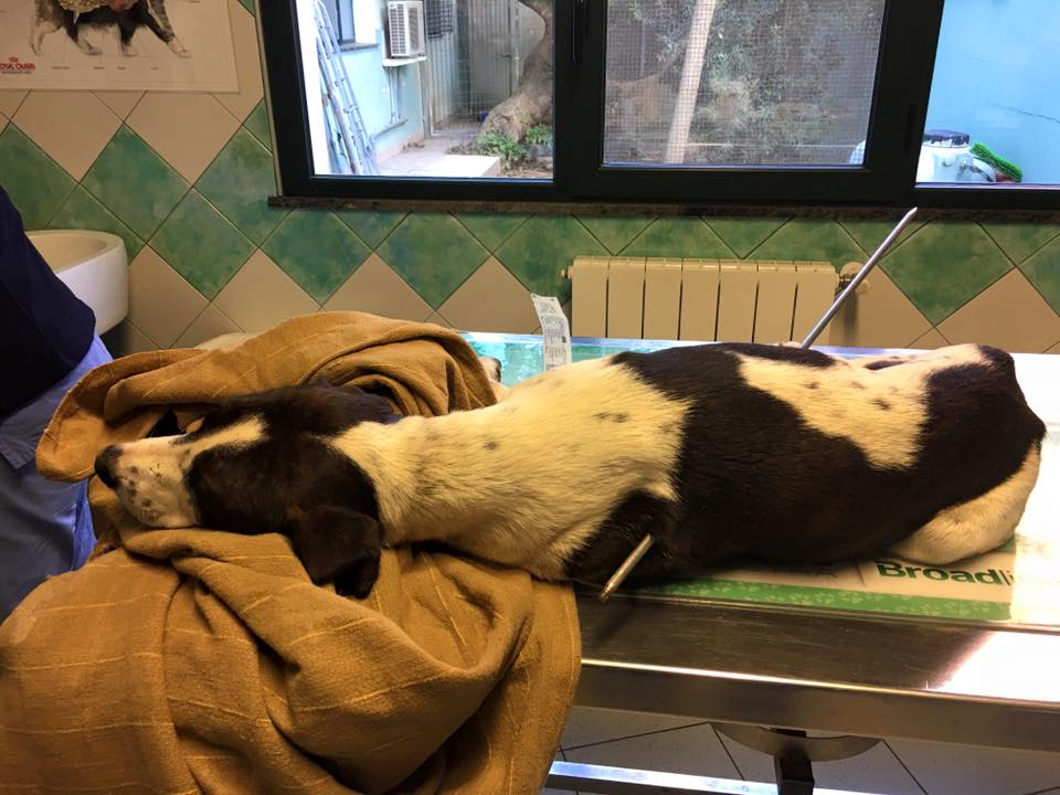 TgrRaiSardegna's tweet photo. Ha superato la notte #Freccia, il cane barbaramente infilzato con un arpione da pesca sub. E' stato ritrovato in fin di vita a Nuoro. I veterinari della @clinicaduemari di #Oristano si stanno occupando di lui. @TgrRai #buongiornoregione https://t.co/FN4wXCdmto