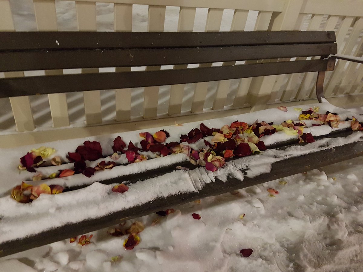 I hope there is a beautiful love story to go with these flower petals I just came across in my path downtown #yqr #lovestory #mystery
