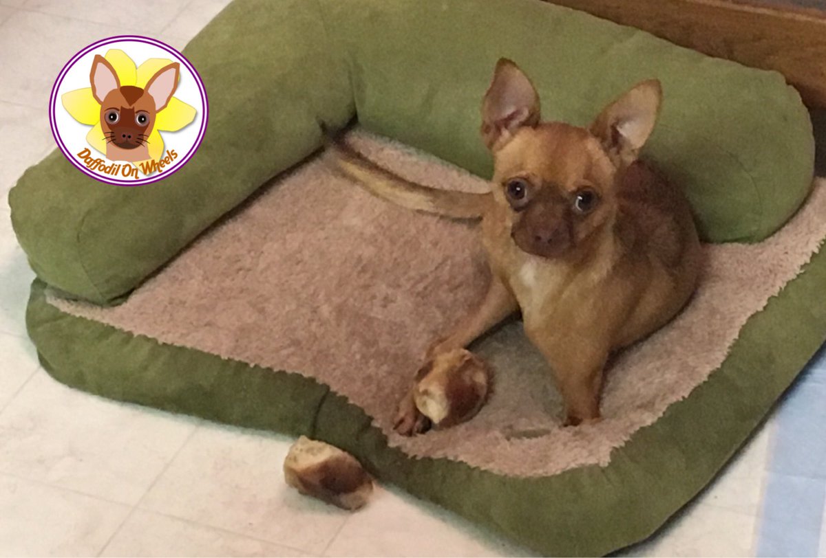 DaffodilsWheels's tweet photo. My guilty face! I’m a treat hoarder who steals from my brother 😈
#DaffodilOnWheels #treats #allmine #twoleggeddog https://t.co/C4rPcRxZsU