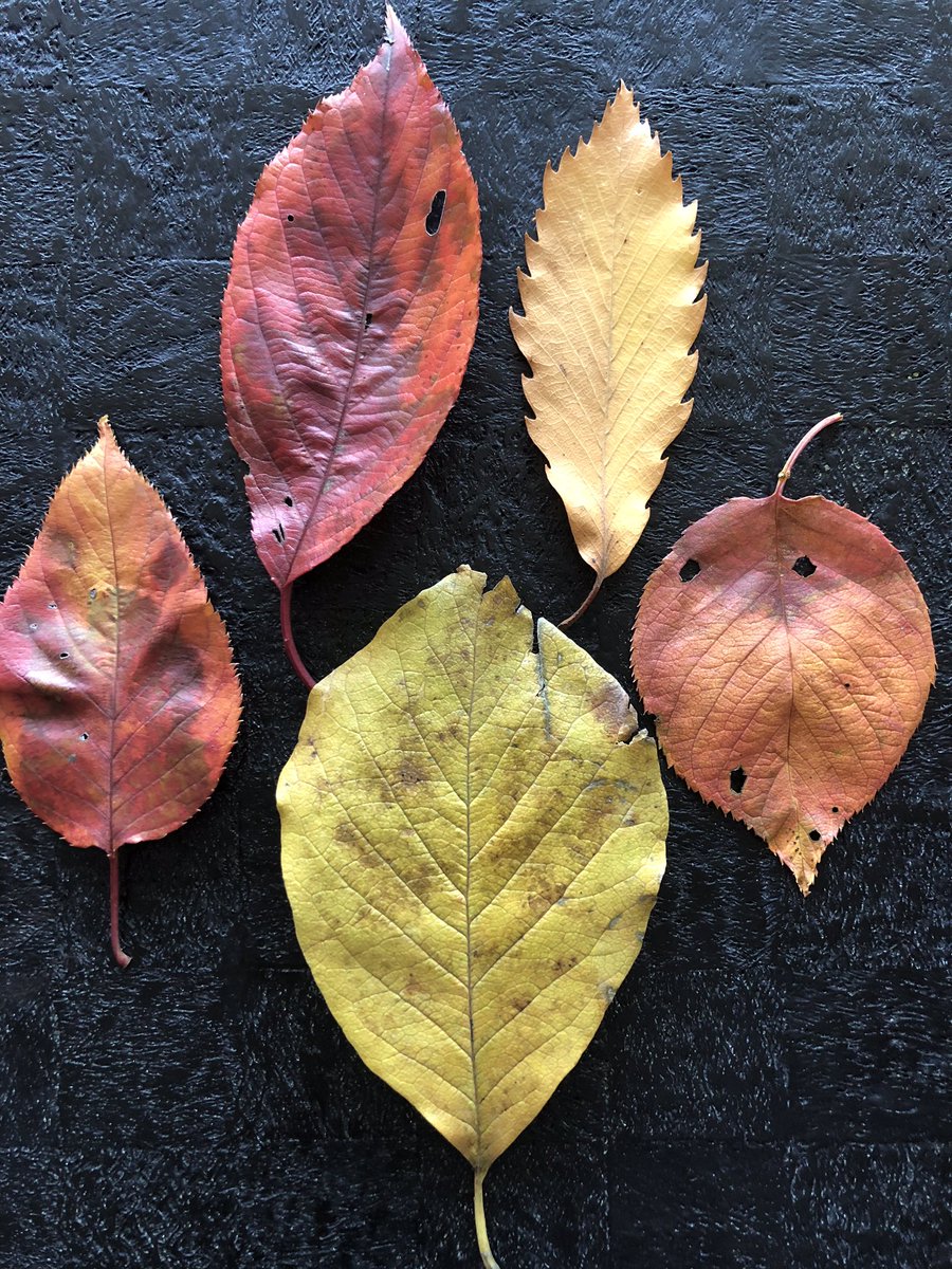 「今朝早起きして皇居の東御苑を散歩して拾った落ち葉です。モヨコ 」|安野モヨコのイラスト