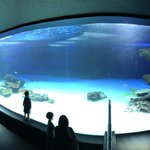 サンシャイン水族館の異変。水槽から９４％の生体がいなくなった。
