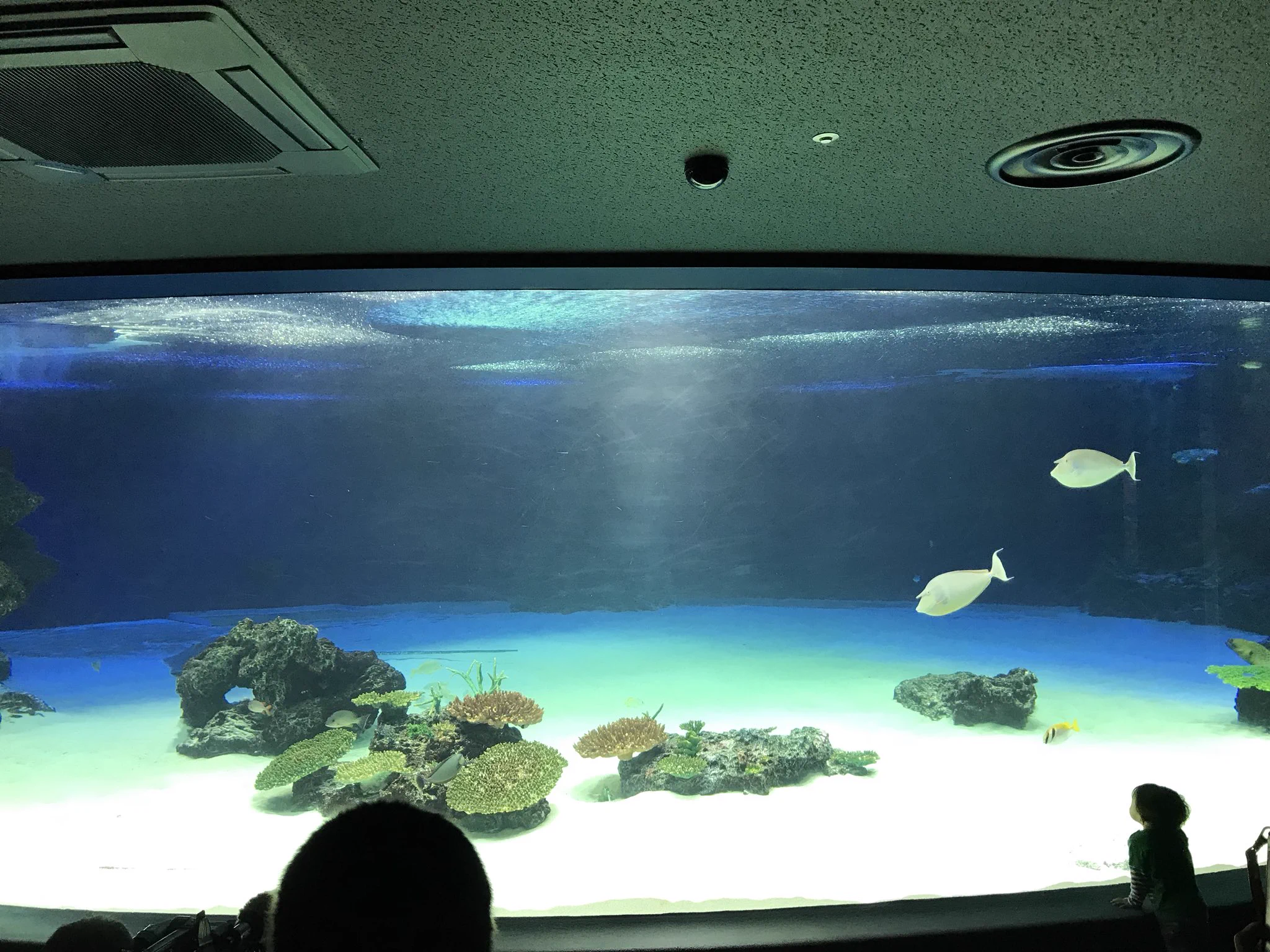 サンシャイン水族館の異変。水槽から９４％の生体がいなくなった。