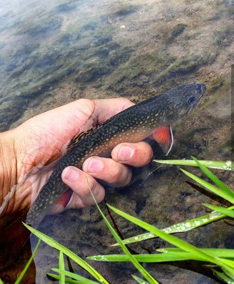 3brothersflies's tweet photo. Flashback to summer trout in the Driftless. #flyfish #driftless #mn #trout https://t.co/AxjyJ1Pp4o