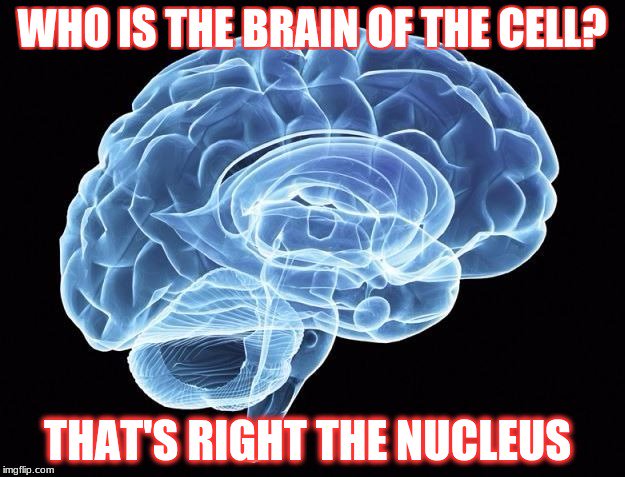 Nucleye's tweet photo. @mslaflamme  #organellewars #akins https://t.co/ab7I14PArd