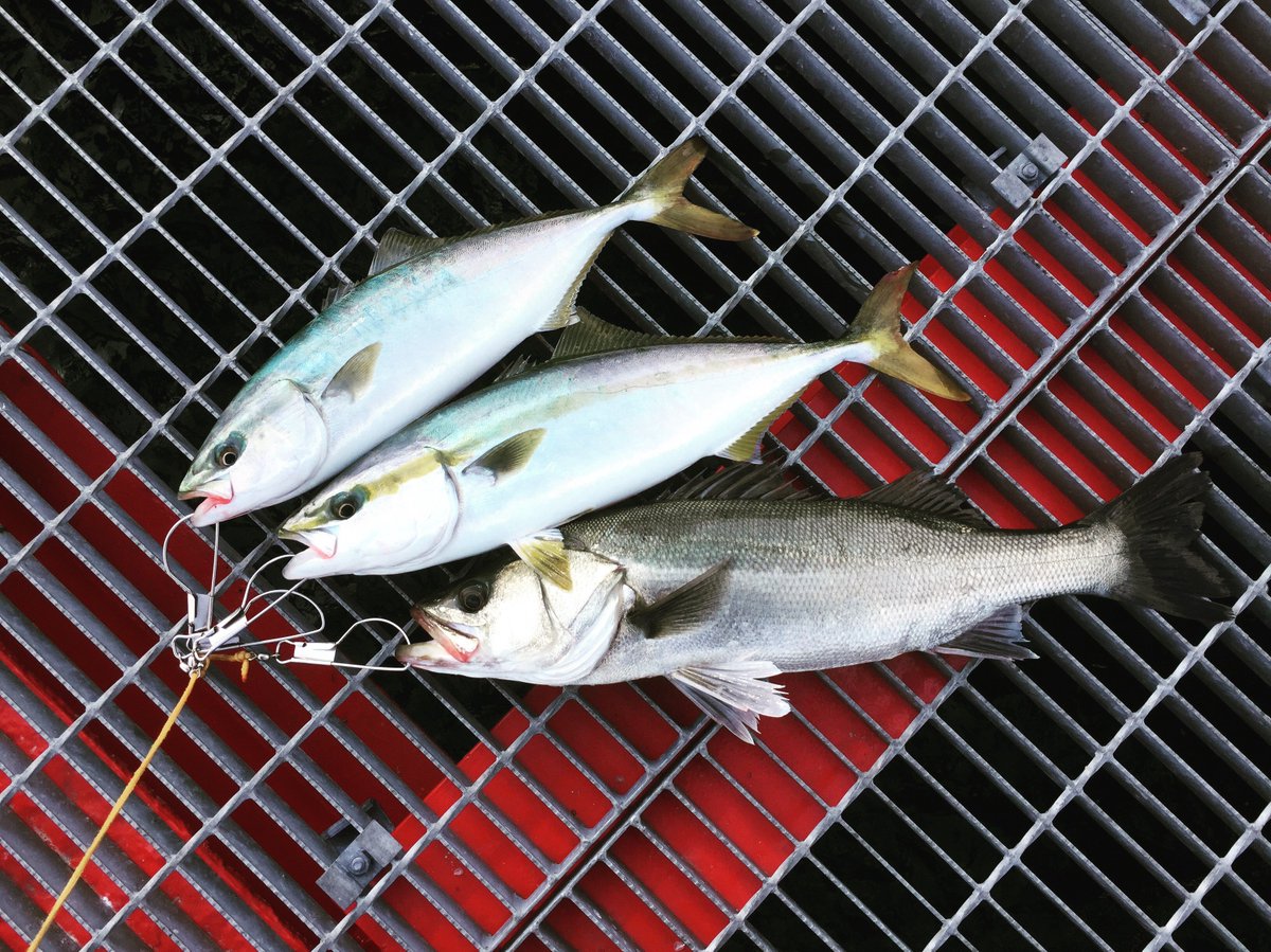 O Xrhsths Kon Sto Twitter エビ撒き釣り釣果 タナ2 2 5 ハリス切れ1 素針 針外は小物多数で参考外 どこに行っても餌取り湧き過ぎ ハマチ メジロ掛けたがハリス切れ 普通のエビ撒きタックルじゃ歯が立たない ハネもいるんだろうけど 餌取りにやられる 次は