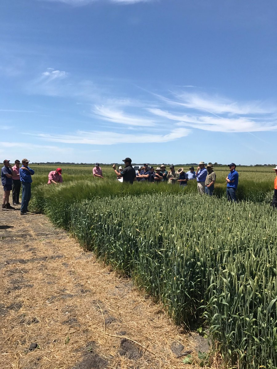 flicturner's tweet photo. Great to have some sunshine at Millicent Crop Walk @Mackillopfarm @jmcclureagro @JamesHeff80 @millicentfarm https://t.co/srBtj8nIrx