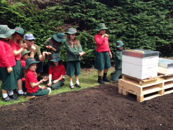 Just relaxing...Look how comfortable our kids got with the new bees at Highwic house! <a href="/ginnynz01/">Virginia Kung</a> <a href="/vanschaijik/">Sonya #SOLOTaxonomy</a> #NPSfab