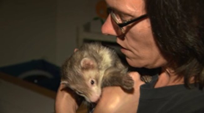 MikeMosesWMUR's tweet photo. Next at 11 ...why a Manchester woman says her roommate killed her ferret in their oven this morning @cbsboston #WBZ https://t.co/DGD95zKfG2