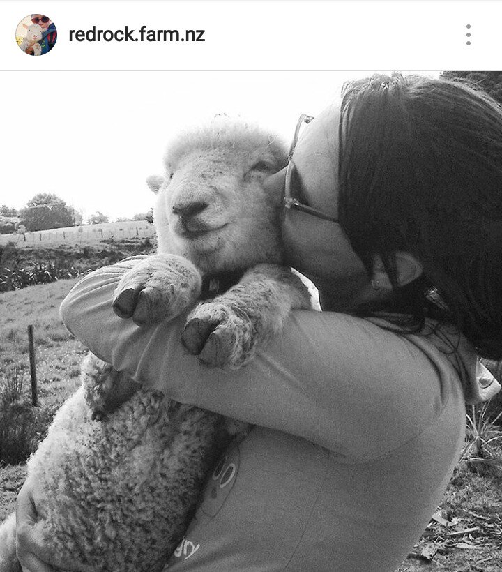Sonia_NZ's tweet photo. I LOVE lambing season!! "River" and I!!❤ -Follow us on Instagram! #lovefarmlife #AlmostTooBigToBePickedUp #lambs #petlove #pets https://t.co/TewAvI7Ge7