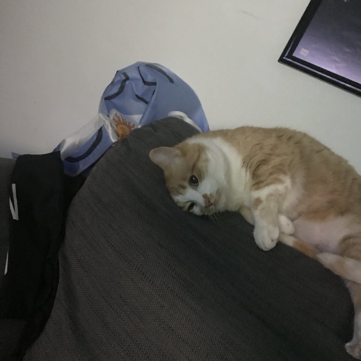 mangelrogel's tweet image. Ha tirado la bandera de Argentina, pero luego se ha arrepentido.