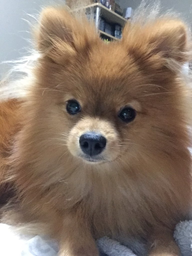 Izabella Webb tweet media