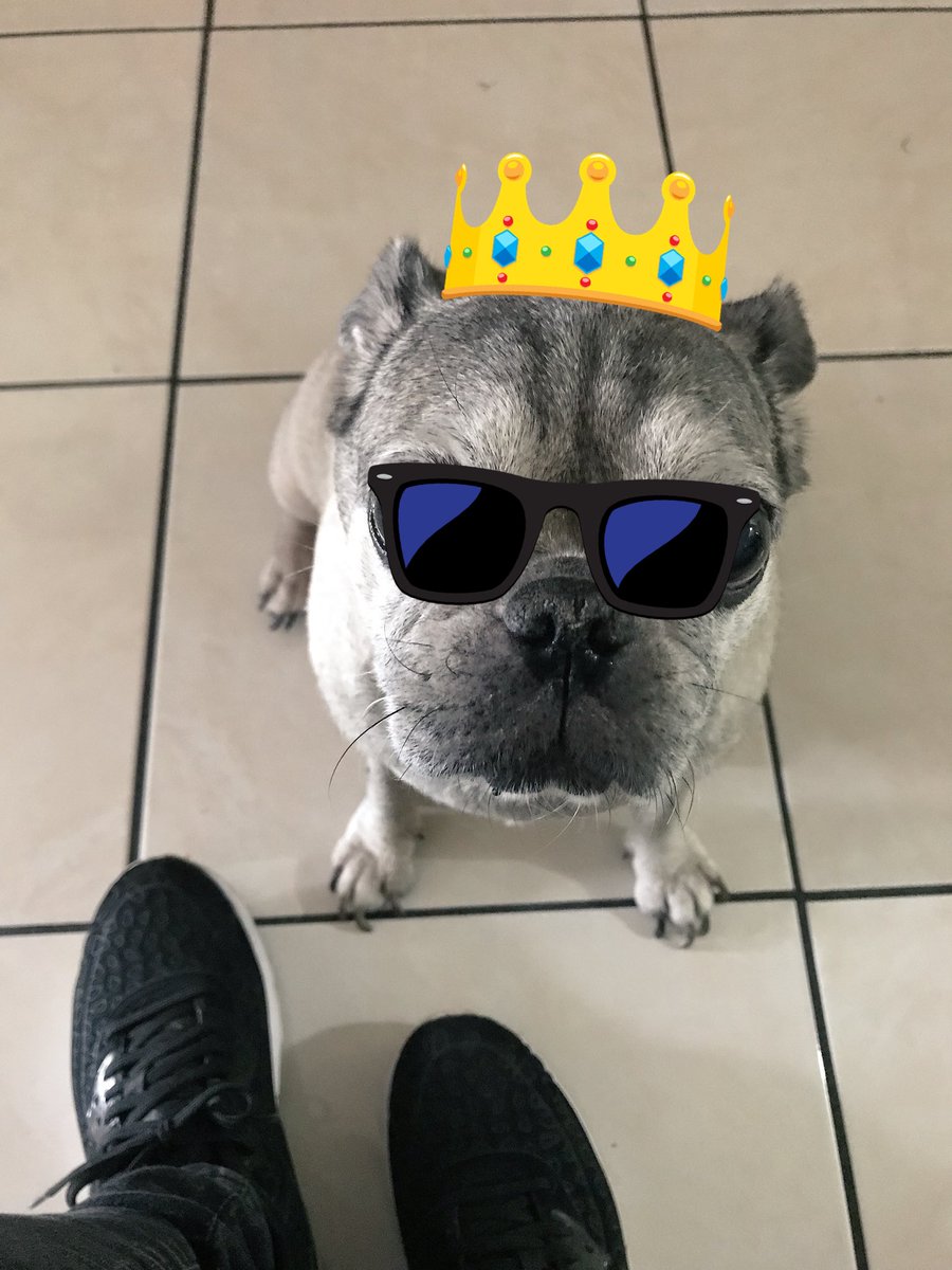DraPug's tweet photo. La reina de la casa #Tasha #PugsNotDrugs #DraPug https://t.co/LdJpl0Olq5