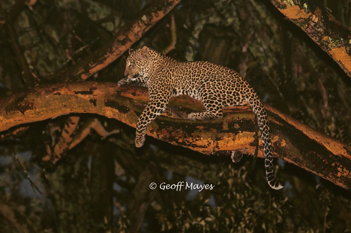 Geoff Mayes tweet media