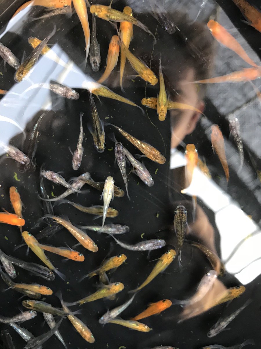 花小屋 日高市民まつり メダカ掬いのめだかをチラッと ๑ ᴗ 日高市民まつり 日高アリーナ めだか メダカ メダカ掬い T Co Fizykklkcq Twitter