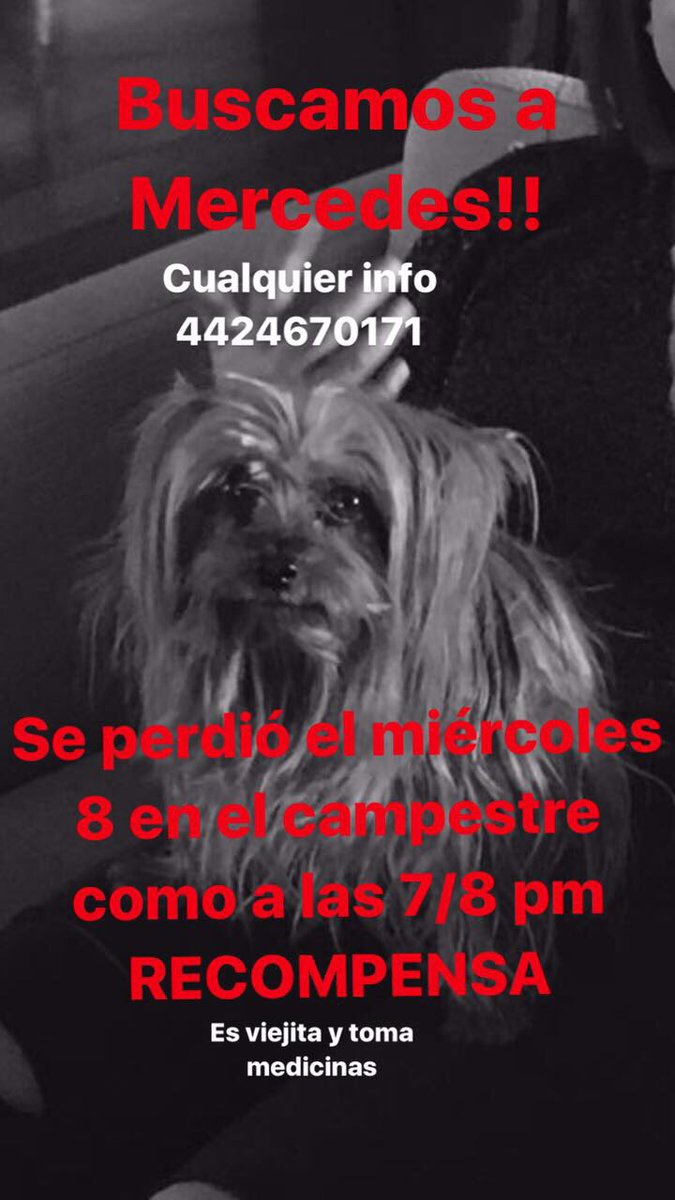 _gupi's tweet photo. Hola, buenas noches, se perdió mi perrita #Yorkie en el #campestre #Queretaro hoy, esta viejita y necesita medicamento por favor si alguien la ve o sabe algo damos recomprensa!!! Mi teléfono es 4422266724 
Puntitos please! De verdad en mi casa estamos bien tristes https://t.co/emNVyYyVDK