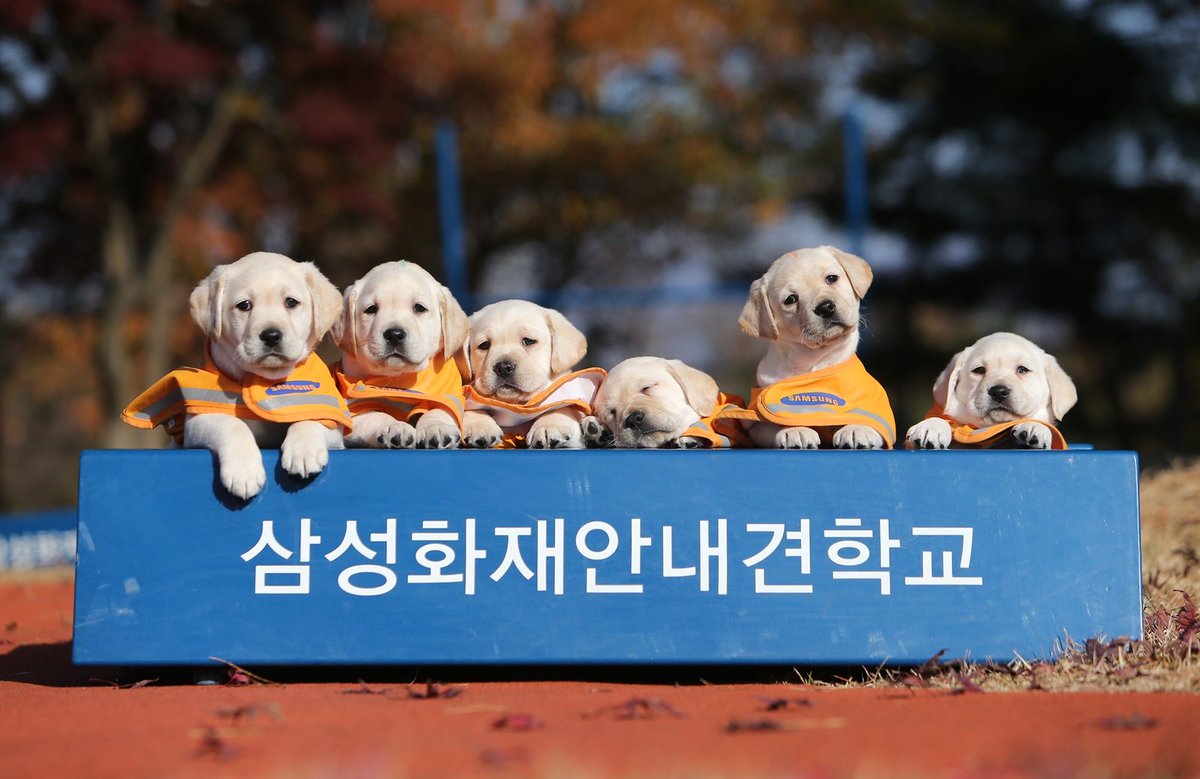 MydognSamsung's tweet photo. [안내견]아~~가을인가봐용 ㅁ자퍼피들도 가을맞이 산책나왔다는^^ 곧퍼피워킹 시작이라네용.. 넘이쁘죠??#안내견#퍼피워킹 https://t.co/ZbHvo2O6FO