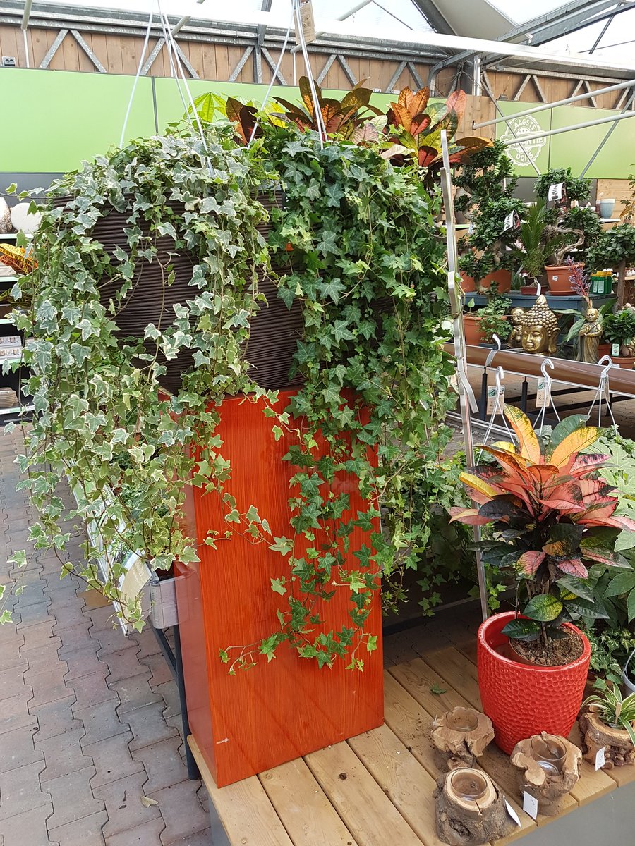Ziejekamerplant's tweet photo. @greenisall gaat lekker hier even tafel opknappen voor het #weekend prachtige grote #HEDERA even in de picture gezet. Straks ook #dracaena aan de beurt.  Leuke tafel leuke handel @TCOvervecht https://t.co/KCi2qNNSC1