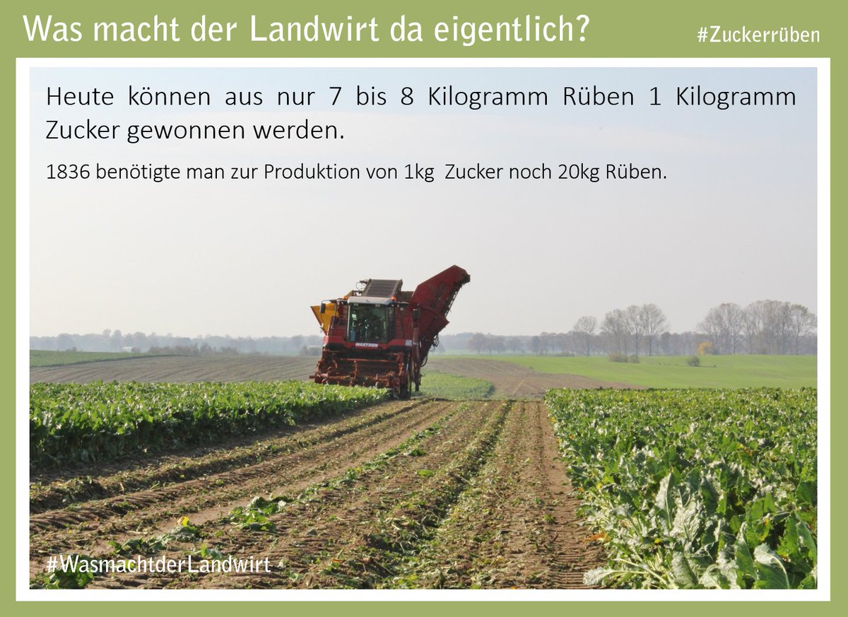 bauern_mv's tweet photo. Ihr liebt Süßes??! - das passt ja super zur #ZuckerrübenErnte. Wie Zuckerrüben geerntet werden &amp; einige #NiceToKnow Fakten findet ihr im Beitrag. #LandwirtschaftMV #WasmachtderLandwirt https://t.co/qUj3tOQPlD