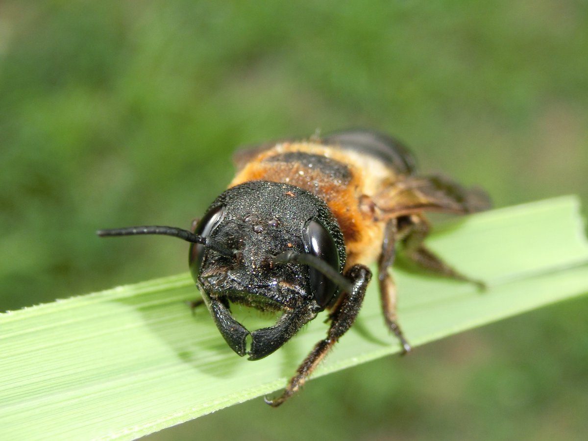 風信子 かのこ Pa Twitter 古代兵器な虫 オオハキリバチの顔っ 昆虫 蜂 オオハキリバチ
