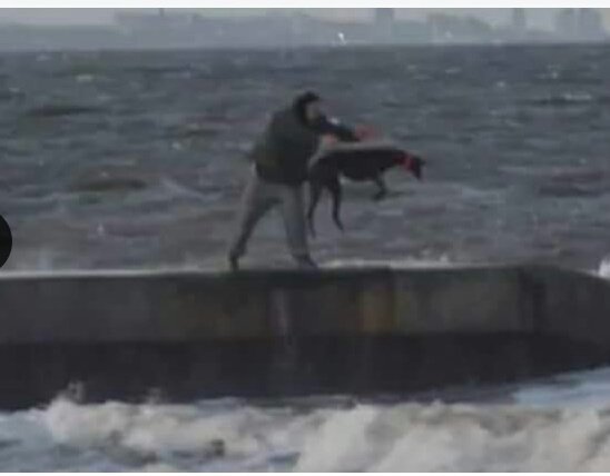 PetLevrieri's tweet photo. ⚠#Horror #AnimalAbuse #Uk 🇬🇧
🔴#Greyhounds thrown into the cold sea for an absurde training session by their trainer.
➡#Time2Ban #GreyhoundRacing
@CommonsEFRA
@GreyhoundBoard
@Number10gov @jeremycorbyn
https://t.co/CTEJ5rwDZ4 https://t.co/3o8kO4nDQS