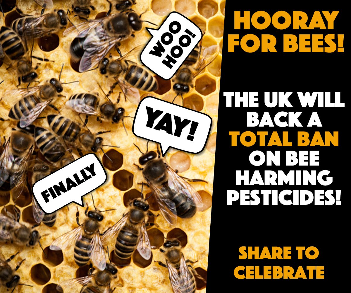 GreenpeaceUK's tweet image. CAMPAIGN WIN: Over 130,000 people signed the petition to get the UK Government to ban bee-harming pesticides. 

Today @michaelgove announced that the UK will back a total ban on insect-harming pesticides in fields across Europe!

We're buzzing! -  Retweet to celebrate!