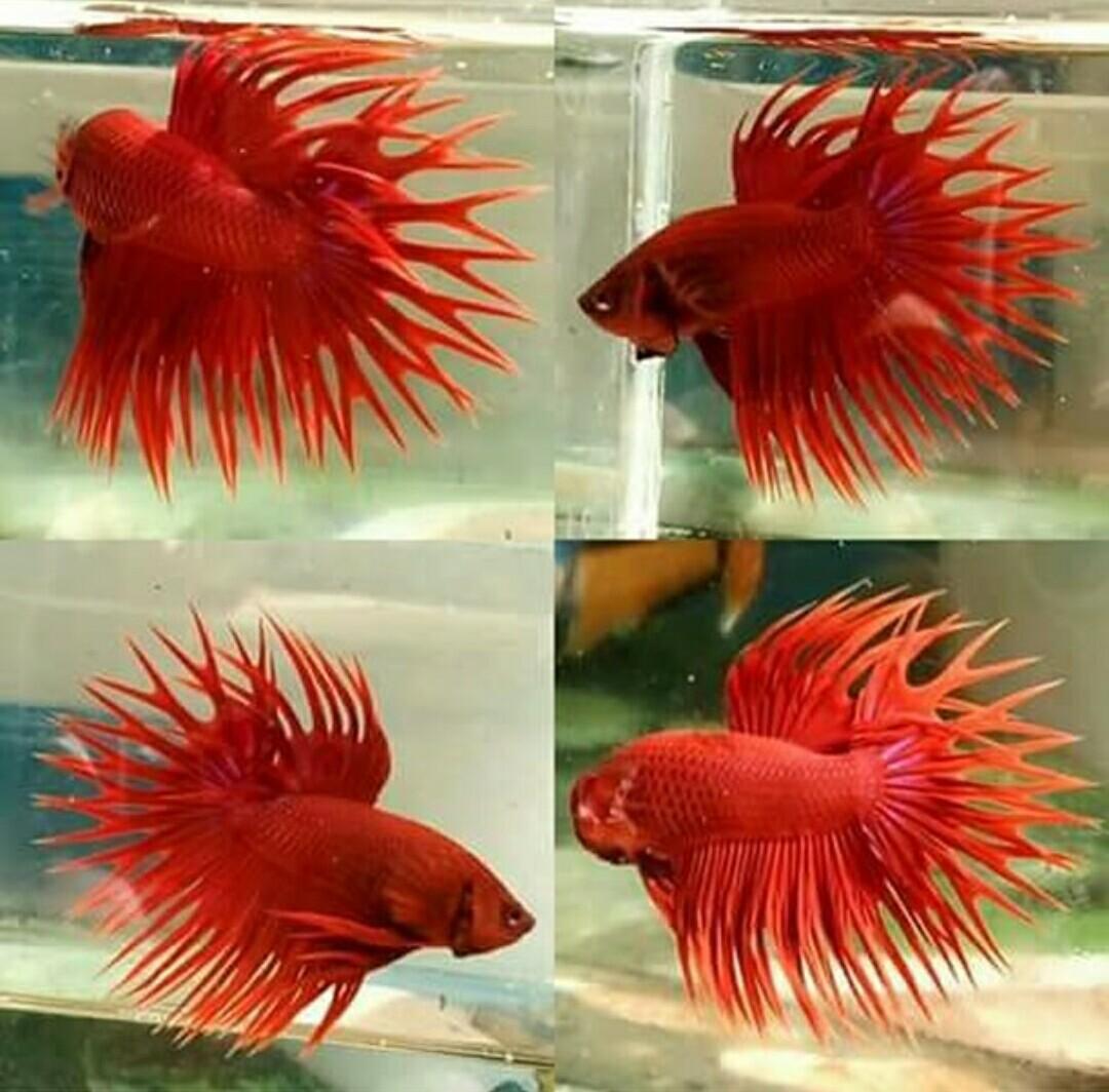 king crowntail betta