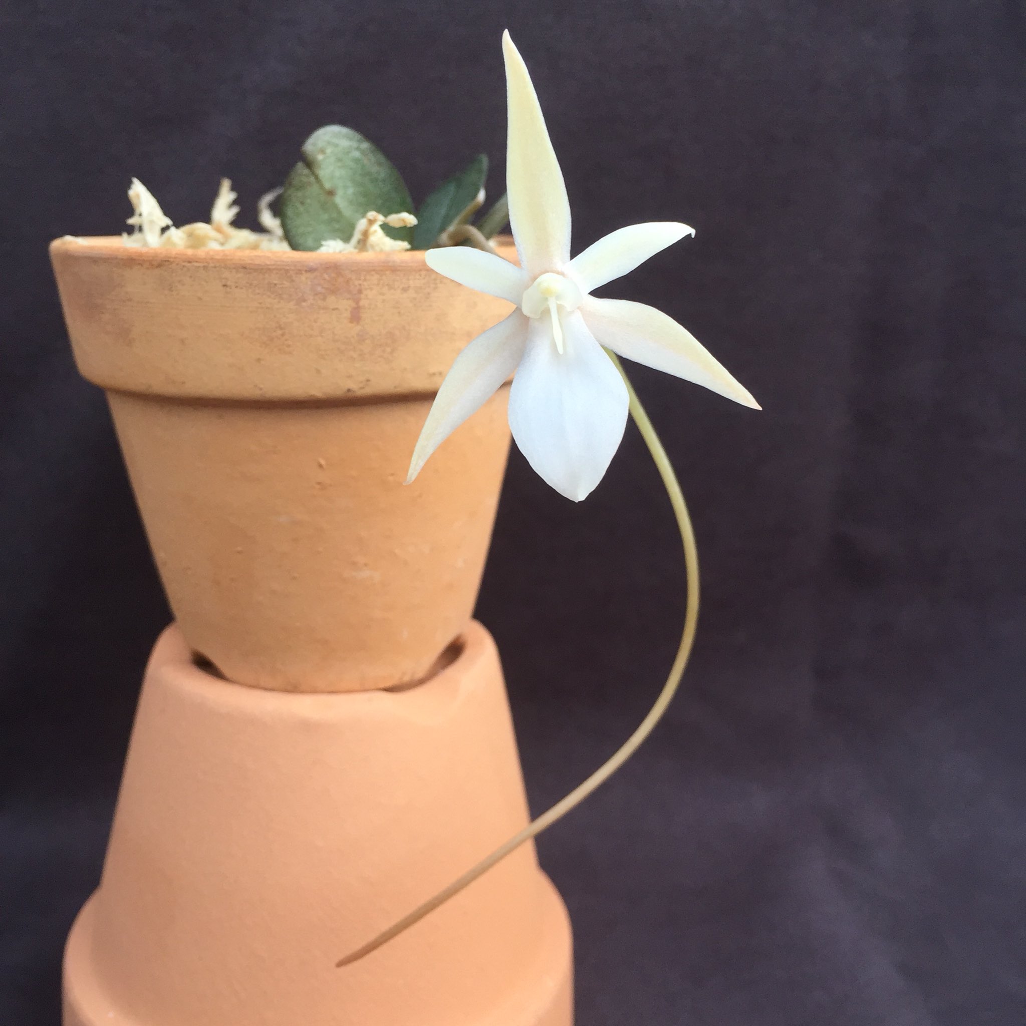 تويتر 万花園 على تويتر Instagram Manka En Orchid Orchids Orquidea Orquideas 洋蘭 蘭 らん 植物 着生植物 花 Flower Mankaen 万花園 園芸 園芸部 マダガスカル エランギス T Co 0gt8nrjl7m