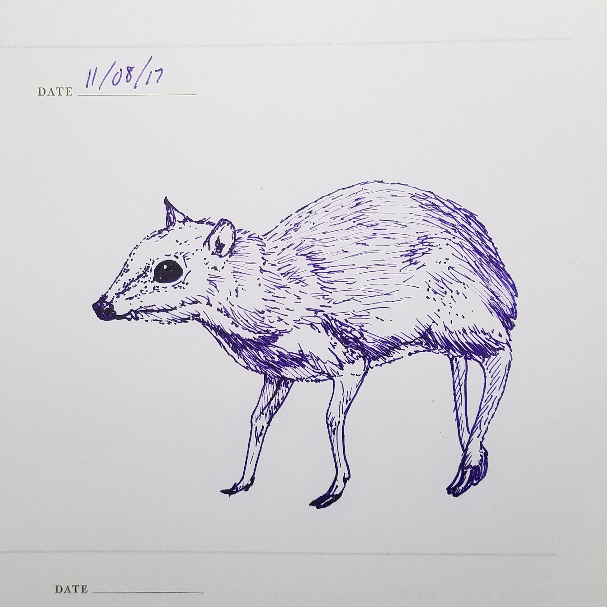 Ardra Tsuei (Farrier) on X: "Raise your hand if you think mouse deer are  way too adorable 🐭🦌❤ #dailyart #pen #ink #sketch #art #mousedeer #deer  #tinydeer #purple #micron #tiny #small #adorable #cute #