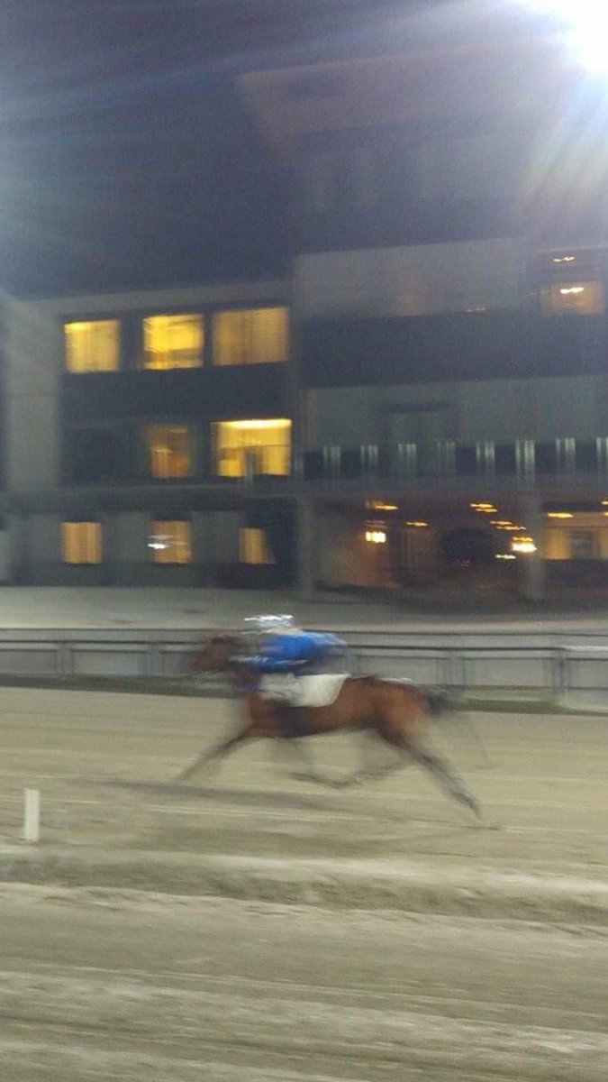 chris_hande's tweet photo. Fikk æren av ri en skikkelig resergutt i går - DividedByZero 😁😍 #travritt #passdere https://t.co/QM48LAHwLs