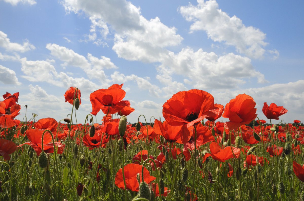 Smallwoodschool's tweet photo. All families are welcome to join us in the school field tomorrow afternoon at 3.45pm as we plant lots and lots of poppies #rememberance https://t.co/uMiIAcIbOt