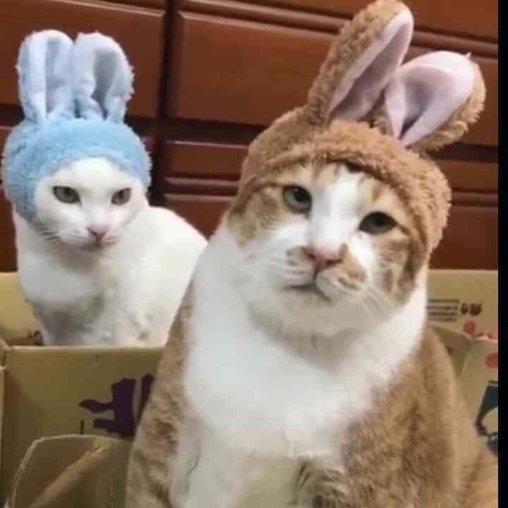 ArjunAngom's tweet image. Chat, relax🐰🐷Bé Thỏ🐷🐰is waiting for you on Joy.Live