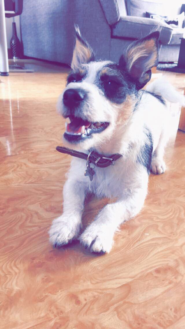charlhemsworth's tweet photo. @PetsatHome #VIPDec2017 this is Riggs ☺️🐾 https://t.co/knowpne9qG