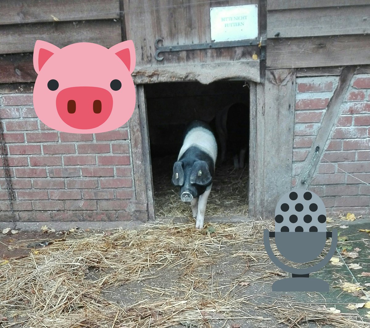Heute Recherche, morgen Aufnahme... Podcastschmetterlinge stellen sich ein...und Podcastschweine.