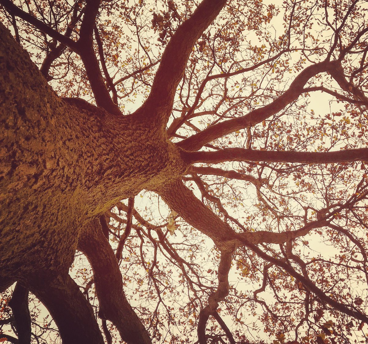 forestbathinguk's tweet photo. I love looking at the world differently - How can you view things differently today? #forestbathing #trees #viewthingsdifferently https://t.co/jt32l9CBBI
