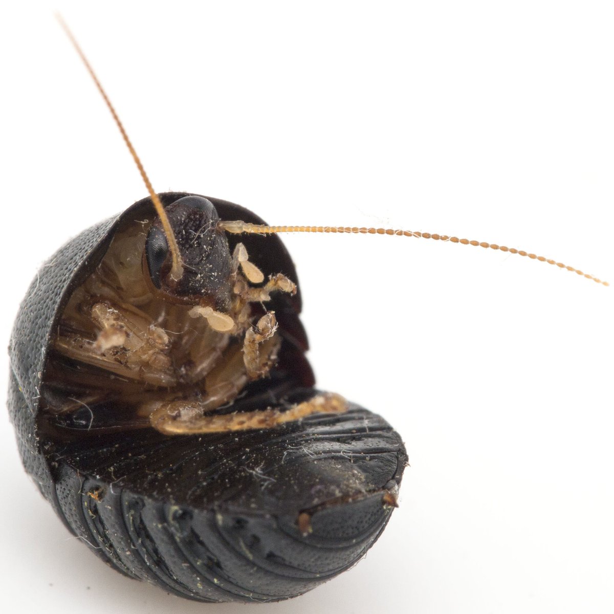 ラオスでロックダウンの蟲喰ロトワ むしくろとわ 著書 おいしい昆虫記 By おいしい昆虫生活 در توییتر 古代兵器な虫 ゴロゴロって転がってきて展開する感じ ヒメマルゴキブリ