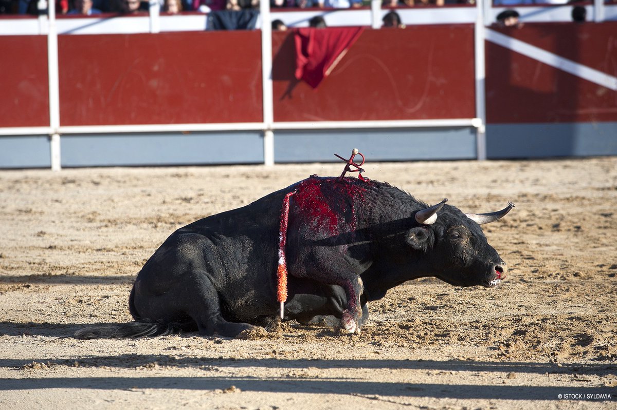 SPA_Officiel's tweet photo. INEDIT - La @SPA_Officiel attaque les acteurs de la #corrida devant le Juge pénal dans le cadre d’une offensive judiciaire. Conférence de presse et Live tweet dans 5min. #StopCorrida https://t.co/8OTUgXfIQo