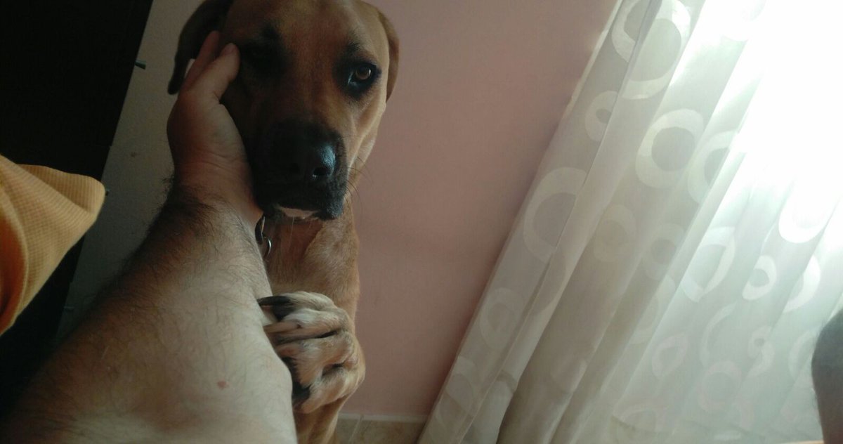 worldmusk11's tweet photo. Levántate ya humano, que son horas...!!! #CachoPerra #AmorPerruno
Buenos días tuiterillos!!!! https://t.co/TaE4YYqNcT