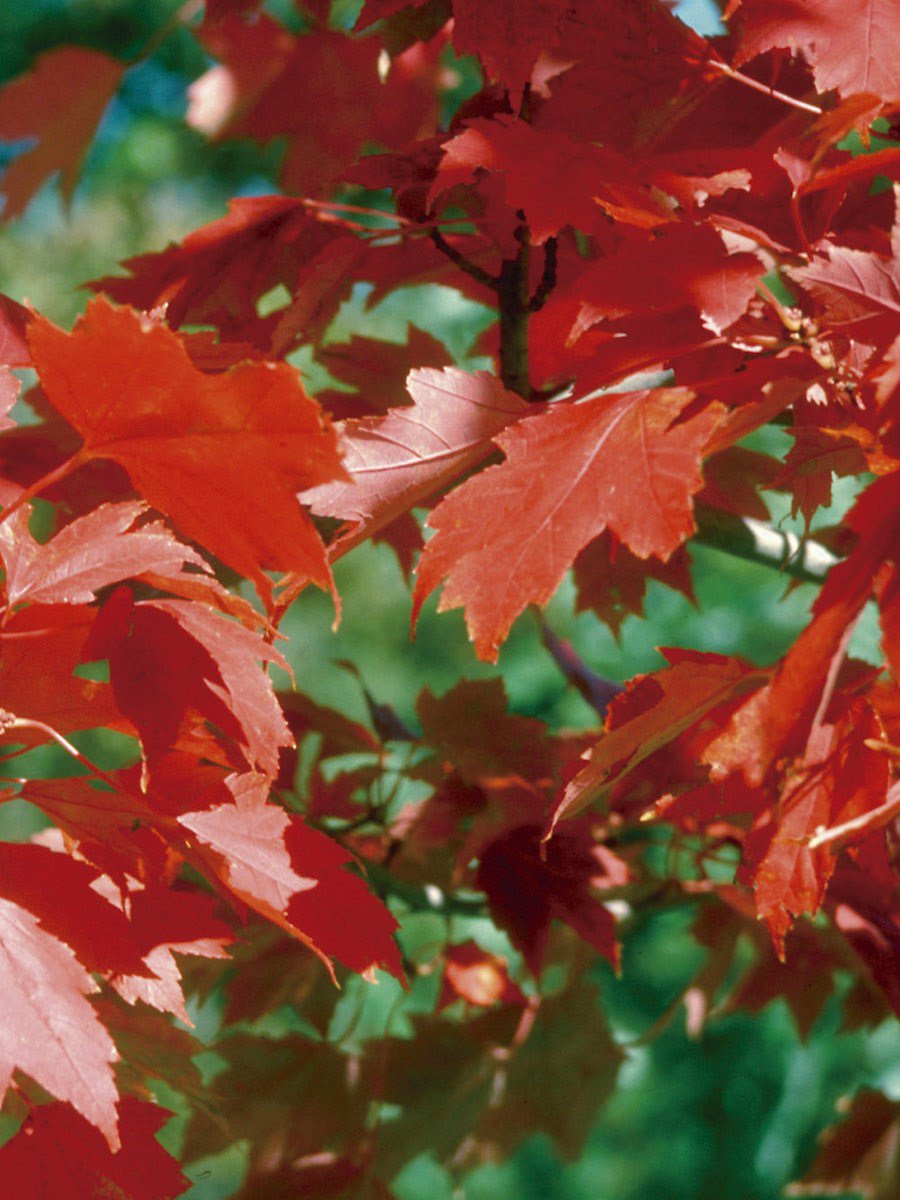 Alcalá plantará un arce en memoria de Cisneros es.cisneros2017.es/alcala-plantar…