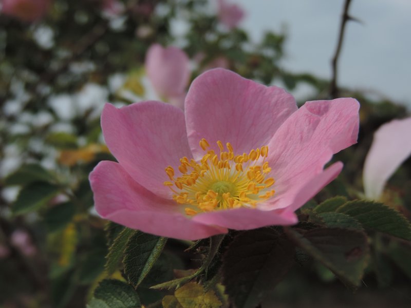 De nieuwsbrief van Vakgroep Wilde Weelde van november is uit. Met weer leuke artikelen over de natuurrijke tuin. mailchi.mp/1cb16885dfb9/n…