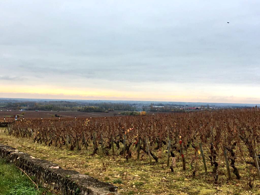 KathrynAndersen's tweet photo. Good morning, Volnay. https://t.co/YxVajnXcBr