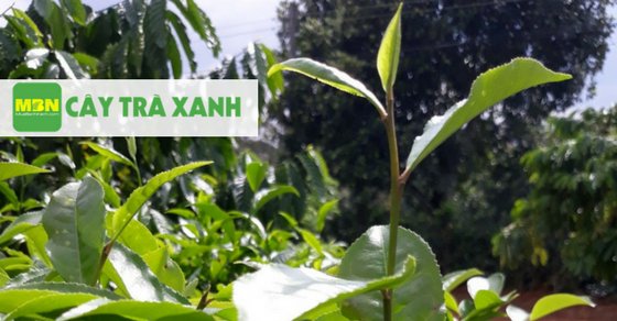 nongnghiepnhanh's tweet photo. Kỹ thuật trồng cây trà xanh
https://t.co/gTCXYGUUgz
#caytraxanh #caytra #cayche #caychexanh #nongnghiepnhanh #nongnghiep #muabannhanh https://t.co/GsNIghYDOs
