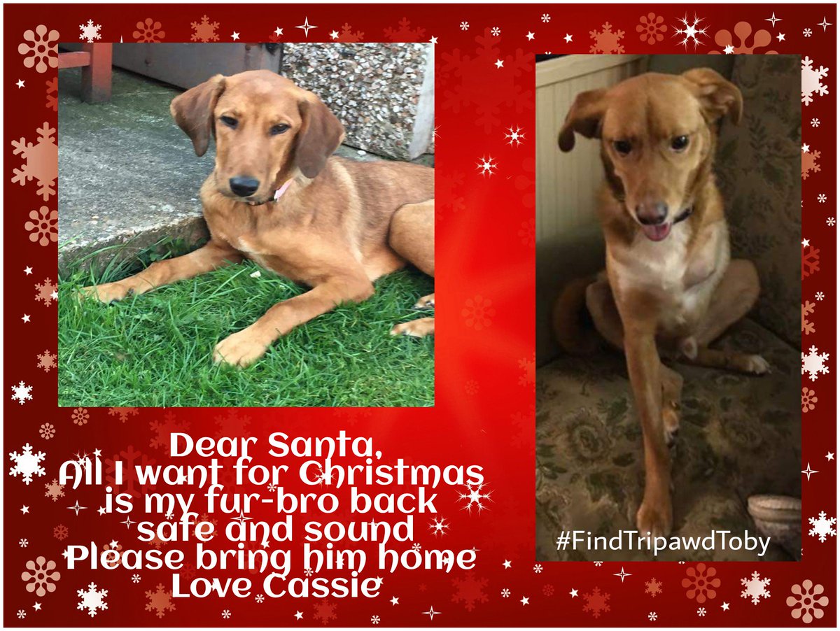 Find Tripawd Toby (@findtripawdtoby) on Twitter photo #Family #Furbrother #Playmate. I miss you too, please come home now #MakeOurFamilyWholeAgain #CassiesWish <a href="/wearebarnsley/">We Are Barnsley (WAB)</a> <a href="/ChronOnline/">Barnsley Chronicle</a> <a href="/BarnsleyToday/">Barnsley Today</a> <a href="/yorkshire_hour/">#YorkshireHour</a> #Family #Furbrother #Playmate. I miss you too, please come home now #MakeOurFamilyWholeAgain #CassiesWish <a href="/wearebarnsley/">We Are Barnsley (WAB)</a> <a href="/ChronOnline/">Barnsley Chronicle</a> <a href="/BarnsleyToday/">Barnsley Today</a> <a href="/yorkshire_hour/">#YorkshireHour</a>