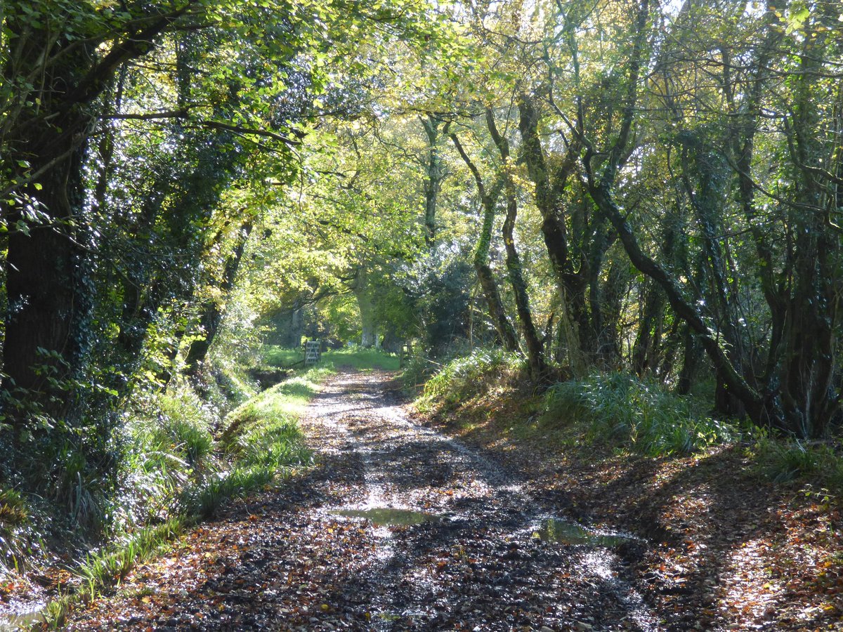 dorsetandbeyond's tweet photo. Step into #Dorset's wonderful woods this autumn. Unwind, enjoy the young puddles #TreeCharter @DorsetWildlife @DorsetAONB @stepin2nature https://t.co/kd3pBoHpdp
