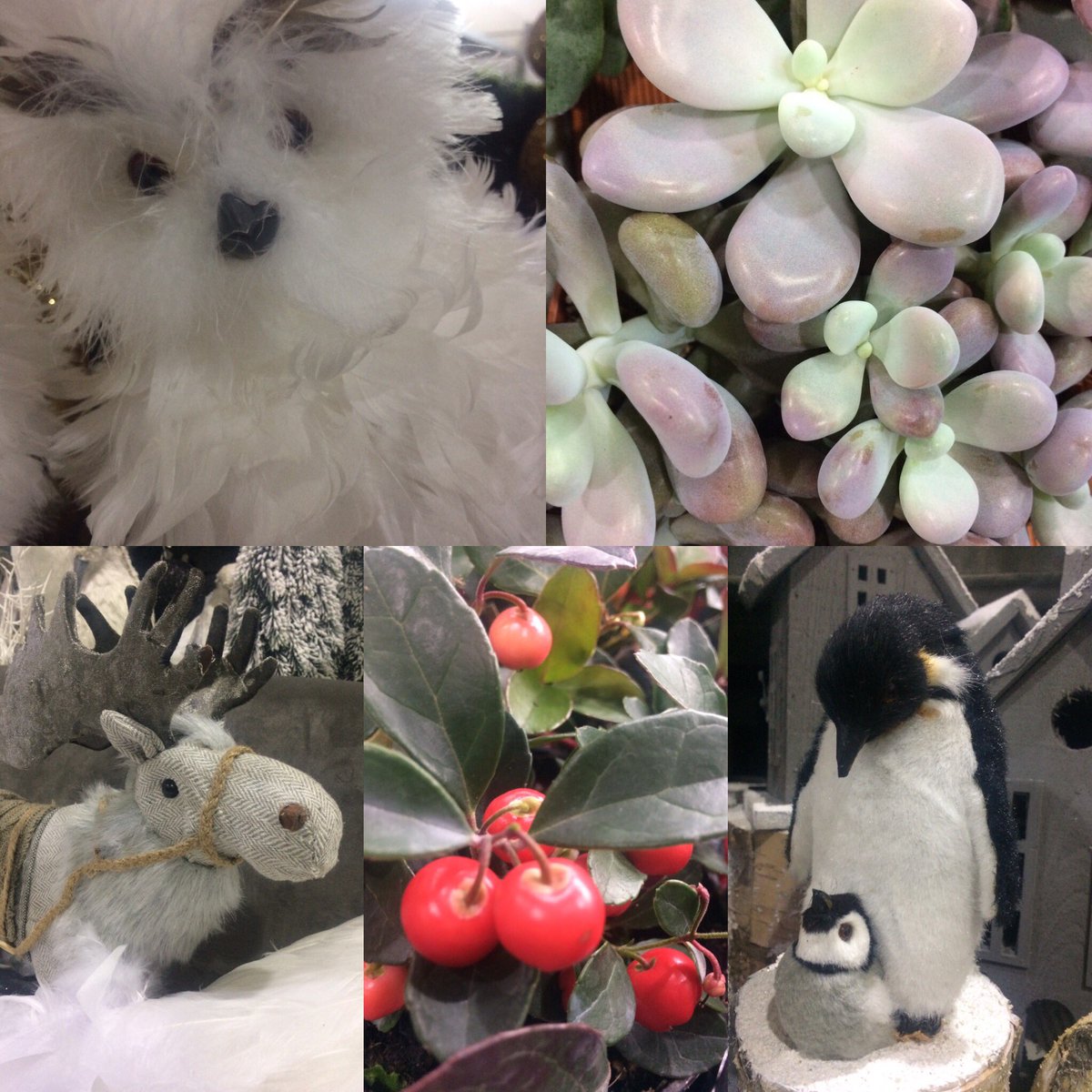 We have a huge selection of #christmas decorations and gorgeous plants available tonight at our open evening. 5pm-8pm Plus we'll feed you x