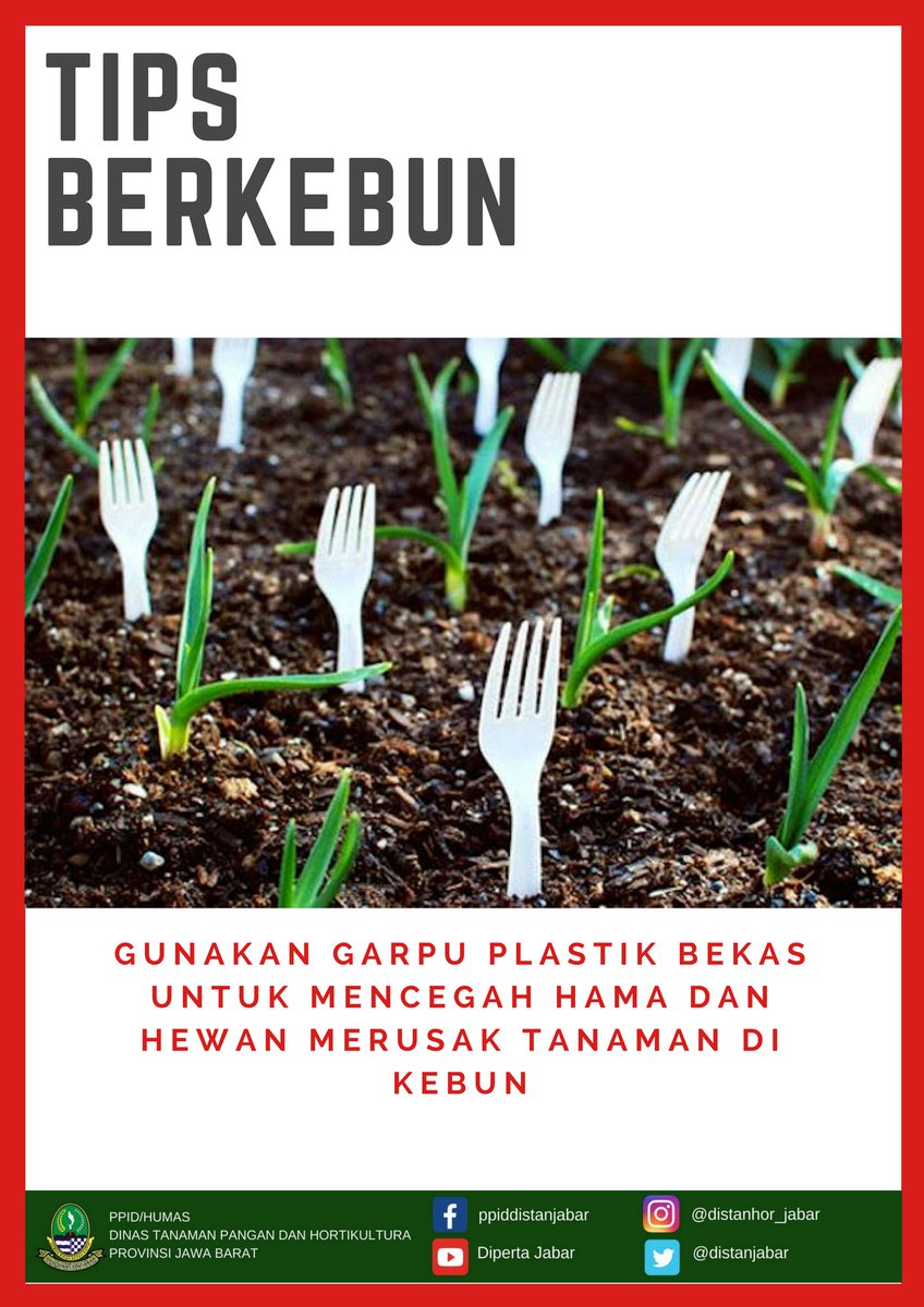 distanhortijbr's tweet photo. Ternyata garpu plastik bekas yg biasa kita buang bisa bermanfaat untuk mencegah hama dan hewan merusak tanaman di kebun kita loh! Gimana caranya?? #distanhorjabar #tipsberkebun #tipsbermanfaat #jabarkahiji https://t.co/73hnKImUzj