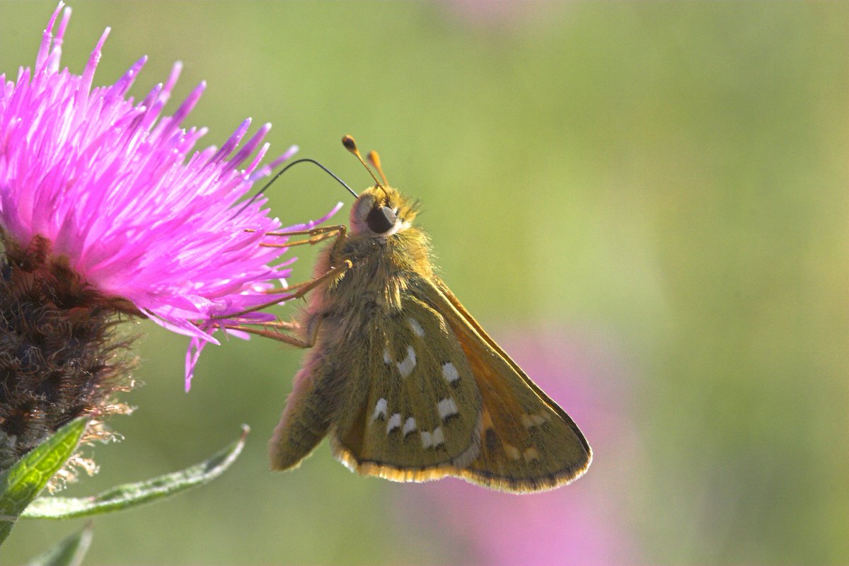 savebutterflies's tweet photo. Good news for butterflies, moths and other pollinators! UK will back total ban on bee-harming pesticides, @michaelgove reveals #neonicotinoids https://t.co/wx580p8qMY https://t.co/dJyj7qwXtr